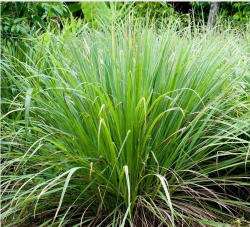Lemongrass2