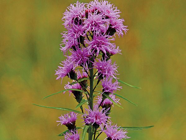 Liatris scariosa- Eastern Blazing Star