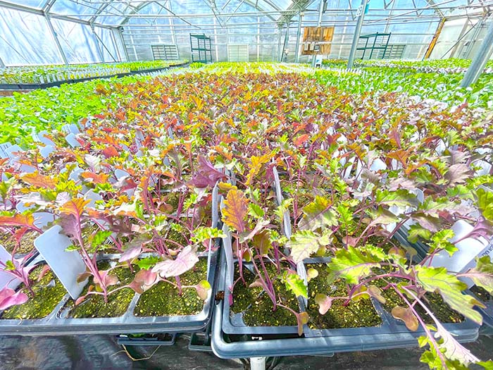 Everything You Need To Know About KCCG’s 2026 Cool Season Plant Sale