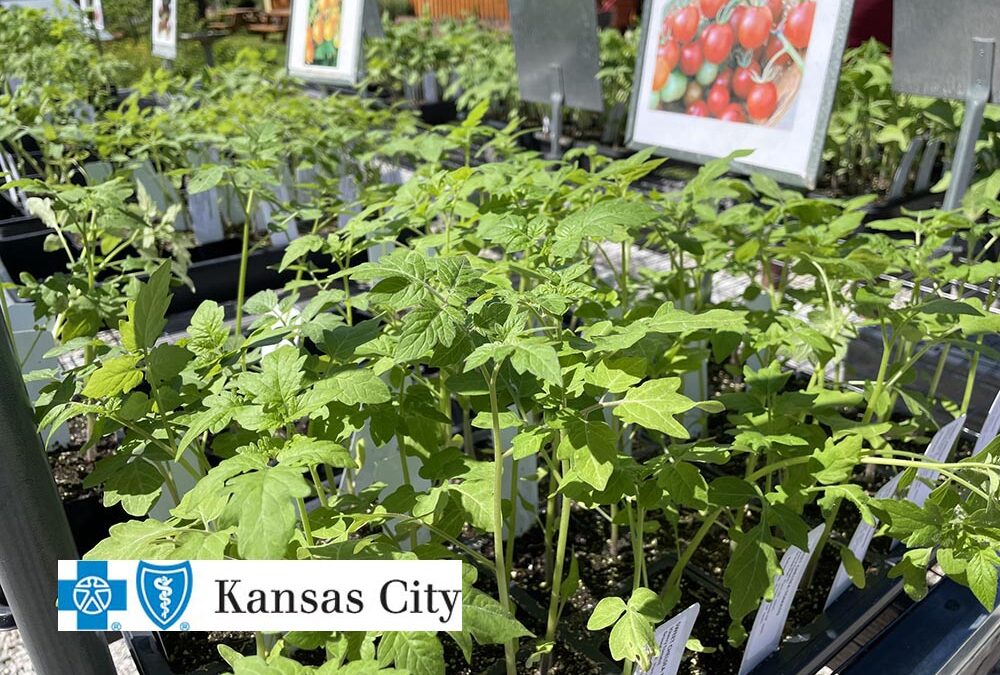Everything You Need To Know About Tomato Days 2026